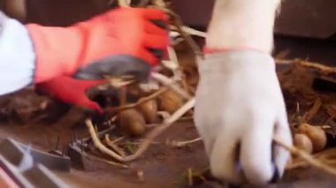 yakın çekim, kir ve topraktan temiz çalışan eldiven eller, enkaz, filiz eme. Patates özel konveyör makine bant üzerinde hareket . patates hasadı, mahsul