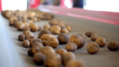 yakın çekim, Patates özel konveyör makine bant hareket ve bir depolama odasına sığacak, kış depolama için bir depo. patates hasadı, mahsul