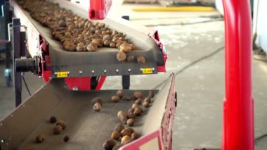 patates sıralama işlemi. kir ve topraktan otomatik patates temizliği, enkaz, lahana eleyerek. Patates özel konveyör makine bant üzerinde hareket . patates hasadı, mahsul.
