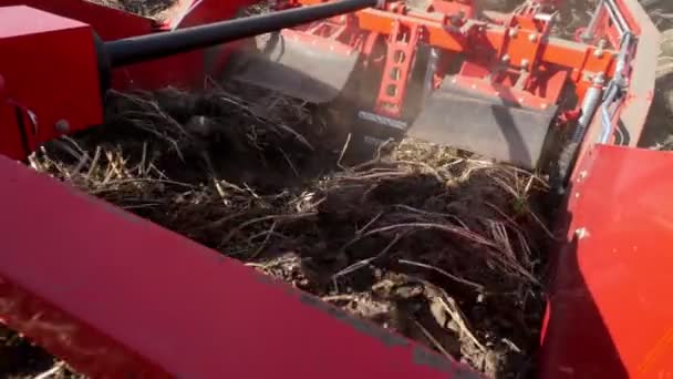 gros plan, les tubercules de pommes de terre se déplacent sur une bande spéciale de la machine, un tracteur spécial déterre les pommes de terre et les verse à l'arrière d'un camion. récolter des pommes de terre dans un champ agricole. automne .