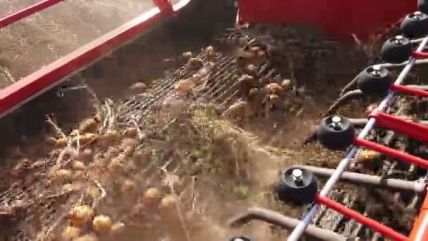 Zbliżenie, bulwy ziemniaczane poruszają się na specjalnej taśmie maszynowych, specjalny ciągnik wykopuje ziemniaki i wylewa go do tylnej części ciężarówki. połowów ziemniaków na polu rolnym. Jesień. — Wideo stockowe