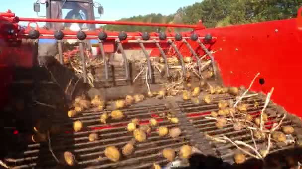 Zbliżenie, bulwy ziemniaczane poruszają się na specjalnej taśmie maszynowych, specjalny ciągnik wykopuje ziemniaki i wylewa go do tylnej części ciężarówki. połowów ziemniaków na polu rolnym. Jesień. — Wideo stockowe