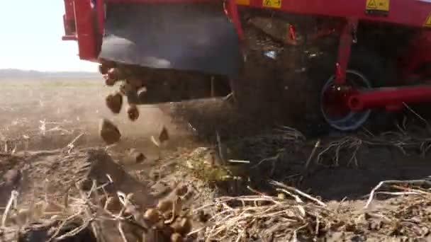 Close-up, speciale tractor Graas verse en rauwe aardappelen. Landbouwmachines die aardappelen op een agrarisch terrein oogsten. aardappel gewas. vroege herfst. — Stockvideo