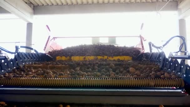 A colher batatas. close-up. os tubérculos de batata movem-se em uma fita de máquina especial, limpeza automatizada da batata da sujeira e do solo, peneirada de detritos. cultura da batata, agricultura . — Vídeo de Stock