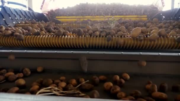 Skörd av potatis. Närbild. potatisknölar rör på en speciell maskintejp, automatiserad potatis rengöring från smuts och jord, siktas från skräp. potatisodling, jordbruk. — Stockvideo