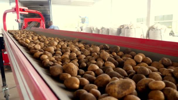 Primer plano, las papas se mueven en la cinta transportadora especial y caben en un trastero, un almacén para almacenamiento de invierno. cosecha de patatas, cultivo — Vídeo de stock