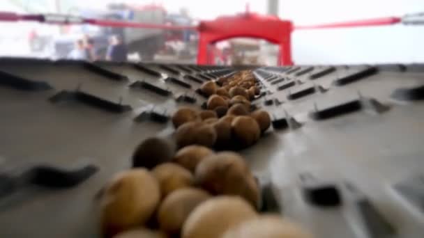 特写，土豆移动在特殊的输送机械皮带上，并放入一个储藏室，一个仓库冬季存储。马铃薯收获，作物 — 图库视频影像