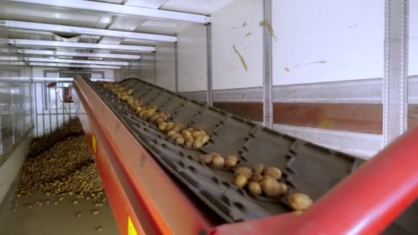 Close-up, Batatas mover na correia de máquinas transportadoras especiais e caber em uma sala de armazenamento, um armazém para armazenamento de inverno. colheita de batata, cultura — Vídeo de Stock