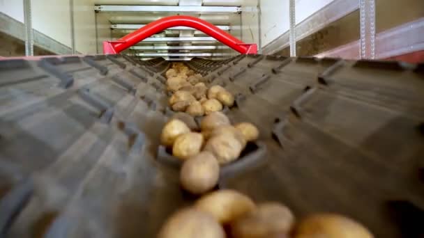 Крупным планом картофель перемещается на специальной транспортерной ленте и помещается в складское помещение, склад для зимнего хранения. уборка картофеля, урожай — стоковое видео