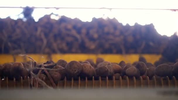 Собираю картошку. крупным планом. картофельные клубни перемещаются на специальной машинной ленте, автоматизированной очистке картофеля от грязи и почвы, просеиваются из мусора. выращивание картофеля, сельское хозяйство . — стоковое видео