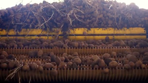 Oogsten van aardappelen. Close-up. aardappelknollen bewegen op een speciale machine tape, geautomatiseerde aardappel reiniging van vuil en grond, afgegraven uit puin. aardappelteelt, landbouw. — Stockvideo