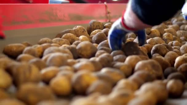 Primer plano, manos en guantes de trabajo limpias de brotes. proceso de clasificación de patatas. Las papas se mueven en una cinta transportadora especial. cosecha de patatas, cultivo — Vídeo de stock