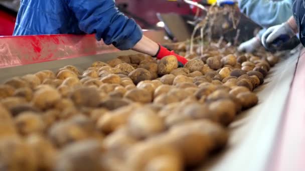 Крупним планом, руки в робочих рукавичках очищаються від паростків. процес сортування картоплі. Картопля рухається на спеціальному конвеєрному поясі. збирання картоплі, урожай — стокове відео