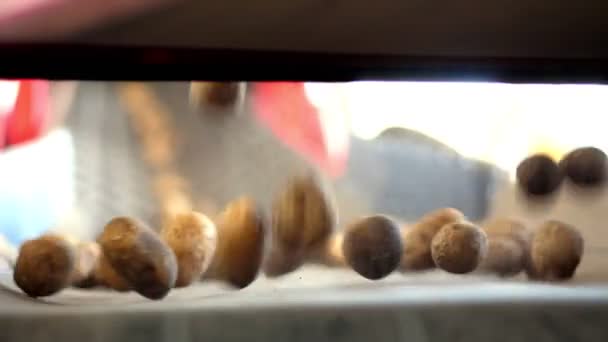 Nahaufnahme, automatische Kartoffelreinigung von Schmutz und Erde, Sichtung von Schutt und Sprossen. Kartoffeln bewegen sich auf speziellen Förderbändern. Kartoffelernte, Ernte. — Stockvideo