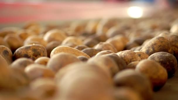 Zbliżenie, ziemniaki poruszają się na specjalnym taśmie maszynowym. zbioru ziemniaków, upraw — Wideo stockowe