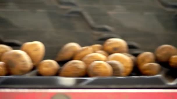 Close-up, aardappelen bewegen op speciale transportband machine riem. Aardappeloogst, gewas — Stockvideo