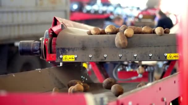 Zbliżenie, zautomatyzowane oczyszczanie ziemniaków z brudu i gleby, przesiewanie z gruzu, kiełki. Ziemniaki poruszają się na specjalnym taśmie maszynowym. zbioru ziemniaków, upraw. — Wideo stockowe