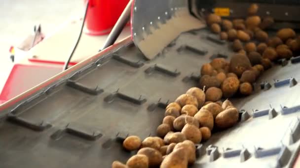 클로즈업, 감자는 특수 컨베이어 기계 벨트에 이동합니다. 감자 수확, 작물 — 비디오