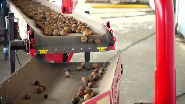 Processo de triagem de batata. limpeza automatizada da batata da sujeira e do solo, peneiramento de detritos, brotos. As batatas movem-se na correia transportadora especial. colheita de batata, cultura . — Vídeo de Stock