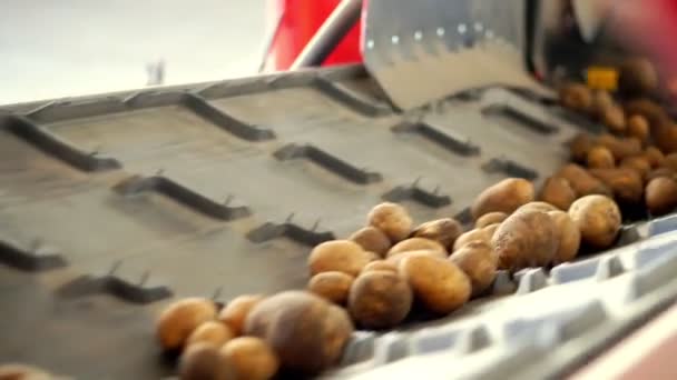 Primer plano, las patatas se mueven en la cinta transportadora especial. cosecha de patatas, cultivo — Vídeo de stock