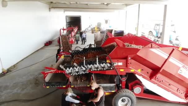 Tsjerkasy, Oekraïne, 20 september 2019: het sorteren van aardappelen in agrarische onderneming, boerderij. aardappel beweegt op speciale riemen op transportband apparatuur. Werknemers schillen aardappelen uit de bodem en spruiten. Aardappel — Stockvideo