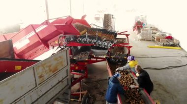 Cherkasy, Ukrayna, 20 Eylül 2019: Tarımsal işletme, çiftlik bir konveyör bant üzerinde toprak ve lahana patates sıralama çalışanları. patates hasadı