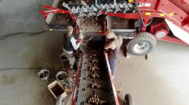 Cherkasy, Ukrayna, 20 Eylül 2019: Tarımsal işletme, çiftlik bir konveyör bant üzerinde toprak ve lahana patates sıralama çalışanları. patates hasadı