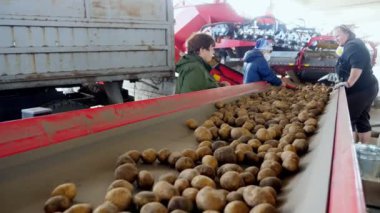 Cherkasy, Ukrayna, 20 Eylül 2019: Tarımsal işletme, çiftlik bir konveyör bant üzerinde toprak ve lahana patates sıralama çalışanları. patates hasadı