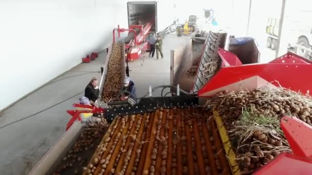 Tjerkasy, Ukraina, september 20, 2019: anställda sortering potatis från jord och groddar på ett transportband i jordbruksföretag, gård. potatis skörd — Stockvideo