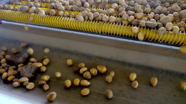 CHERKASY, UKRAINE, 20 SEPTEMBRE 2019 : Les employés trient les pommes de terre du sol et les germes sur une bande transporteuse dans une entreprise agricole, une ferme. récolte de pommes de terre — Video