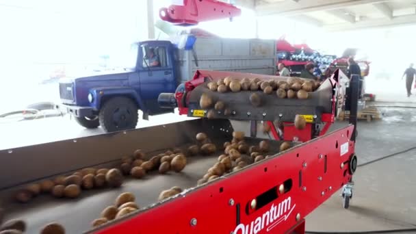 Tsjerkasy, Oekraïne, 20 september 2019: aardappelen bewegen op speciale transportband machine gordel in agrarische onderneming, boerderij. Aardappeloogst, gewas. — Stockvideo