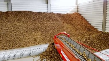 yakın çekim, Patates özel konveyör makine bant hareket ve bir depolama odasına sığacak, kış depolama için bir depo. patates hasadı, mahsul