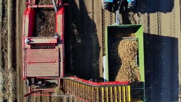 맨 위 경치, 아레로. 감자 수확을 하는 동안 농장 밭에서 기계를 유용하게 사용 한다. 감자는 기계의 굴착기를 따고 감자를 줍고 농작물을 트럭 뒤에 싣는다. 따뜻 한 가을 날 — 비디오