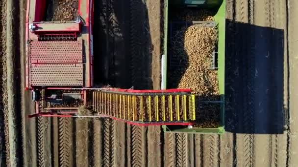 Vista superior, aero. Utilización de maquinaria en el campo agrícola durante la cosecha de la patata. La máquina recolectora de papas cava y recoge papas, descargando la cosecha en la parte trasera del camión. cálido día de otoño — Vídeo de stock