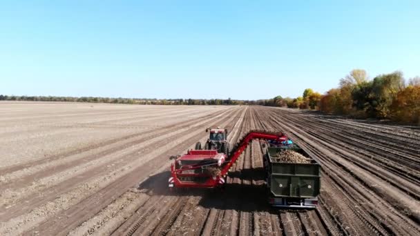 Vista superior, aero. Usando máquinas no campo da fazenda durante a colheita de potatoe. A máquina de colheita de batata escava e pega batatas, descarregando a colheita na parte de trás do caminhão. dia quente do outono — Vídeo de Stock