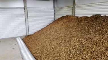 Patatesler özel taşıma bandıyla hareket eder ve kış depolama deposu olan bir depoya sığar. Patates hasadı, mahsul.