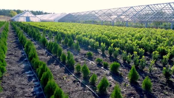 Coltivazione di alberi ornamentali sempreverdi vivaio, thuja, bosso in vendita nella fattoria degli alberi. agricoltura, agricoltura a effetto serra — Video Stock