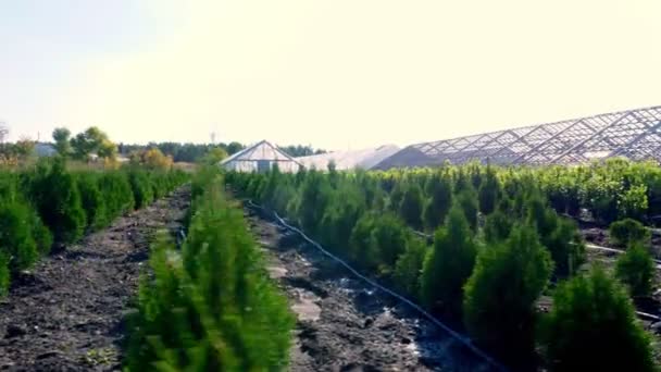 Pěstování okrasných věčně zelených jeslí, thuja, boxwood na prodej na stromové farmě. zemědělství, skleníkové zemědělství — Stock video