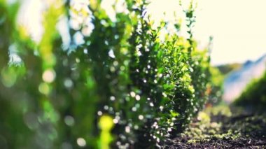 Yakın çekim, boxwood yaprakları rüzgarda sallanıyor, güneşte. Sulu yeşil boxwood çalıları. Ağaç çiftliğinde satılık süs yetiştirme sandığı yetiştiriyorum. sera çiftçiliği