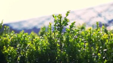 Yakın çekim, boxwood yaprakları rüzgarda sallanıyor, güneşte. Sulu yeşil boxwood çalısı. Ağaç çiftliğinde satılık süs yetiştirme sandığı yetiştiriyorum. Çiftçilik, sera çiftçiliği