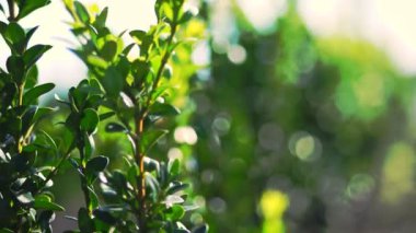 Yakın çekim, boxwood yaprakları rüzgarda sallanıyor, güneşte. Sulu yeşil boxwood çalısı. Ağaç çiftliğinde satılık süs yetiştirme sandığı yetiştiriyorum. Çiftçilik, sera çiftçiliği