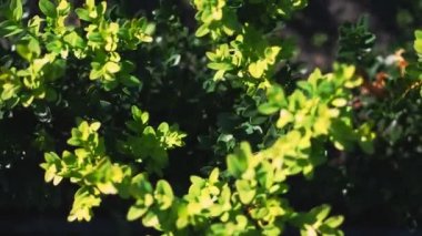 Yakın plan, Top View, boxwood yaprakları rüzgarda sallanıyor, güneşte. Sulu yeşil boxwood çalısı. Ağaç çiftliğinde satılık her zaman yeşillik yetiştiren çocuk odunları. sera çiftçiliği.