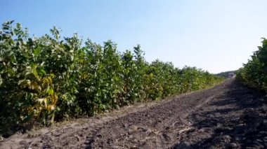 Ceviz ağaçlarının fidanlarının yetiştiği tarlalar, ceviz ağaçları fidanları, fındık bahçeleri. Genç fındık ağaçları tarlada