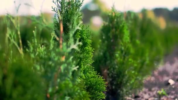 Närbild, thuja gungar i vinden, i solen. saftig grön thuja. odla prydnadsväxter vintergröna plantskola thuja till salu på träd gård. växthusodling — Stockvideo