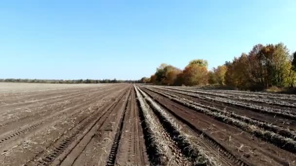 Meleg őszi nap a tanyán. burgonyatermés. szántott föld, talaj, burgonya betakarítása után — Stock videók