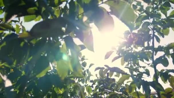 Primo piano, foglie verdi di giovani noci contro il sole, alla luce del sole. Piantagione di noci, frutteto di noci. giovani noccioli in campo — Video Stock