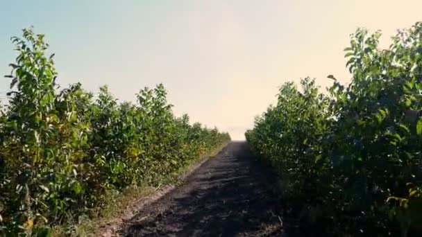 Pěstování ořechových sazenic na farmě, výsadba ořechových stromů, ořechový sad. mladé lískové oříšky na poli — Stock video