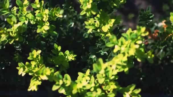 Primo piano, vista dall'alto, foglie di bosso ondeggiano nel vento, al sole. succosa bosso verde cespuglio. Crescente bosso vivaio sempreverde in vendita nella fattoria degli alberi. agricoltura ad effetto serra . — Video Stock