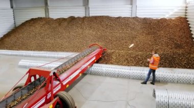 Cherkasy, Ukrayna, 1 Ekim 2019: Çalışan, patatesleri taşıma bandıyla bir depoya taşıma işlemini denetliyor. Patates hasadı, tarım.