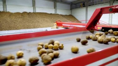 yakın çekim, Patates özel konveyör makine bant hareket ve bir depolama odasına sığacak, kış depolama için bir depo. patates hasadı, mahsul